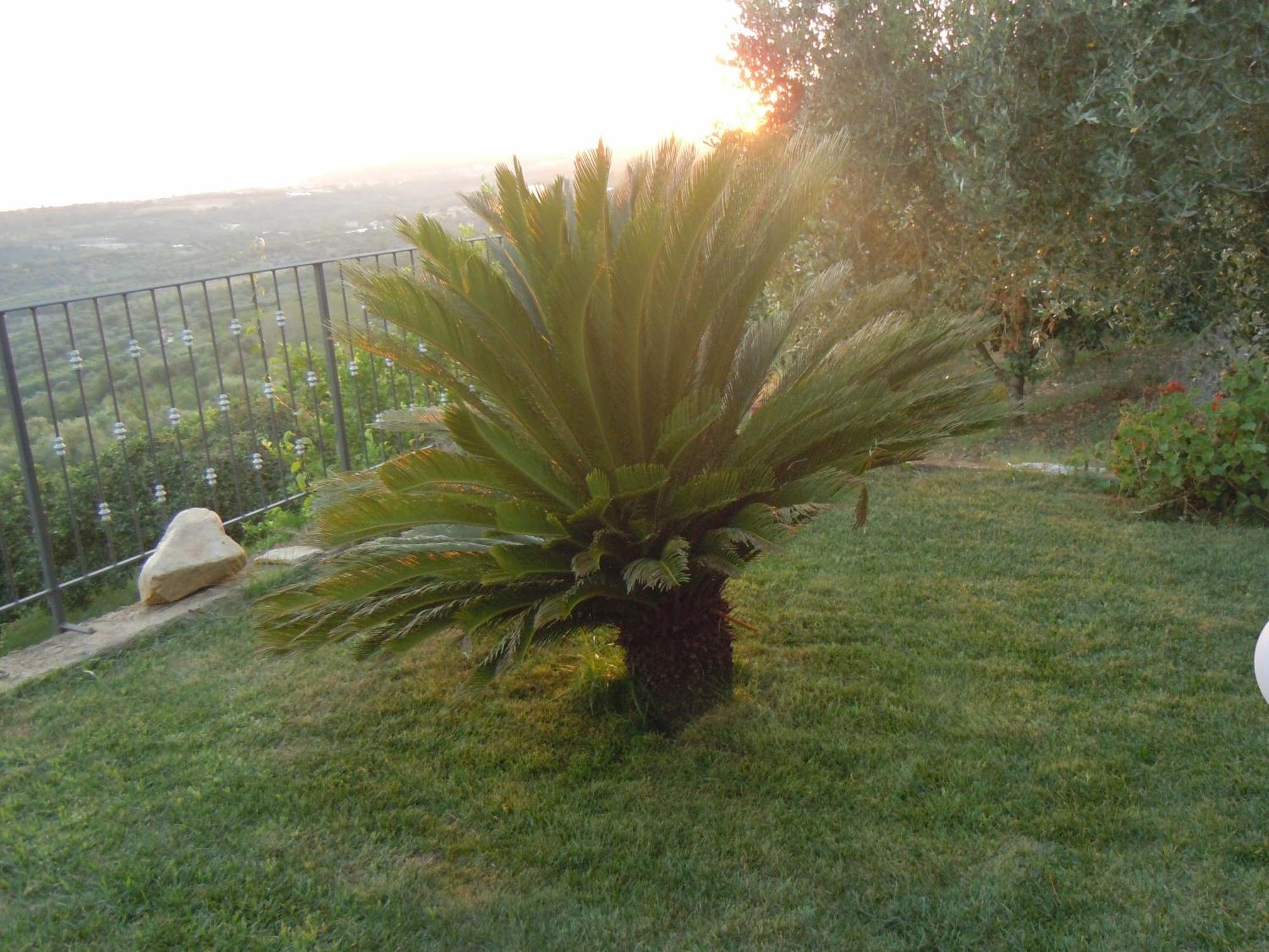 Il Colle Degli Ulivi Hotel San Calogero Bagian luar foto